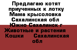 Предлагаю котят, приученных к лотку. Мама крысоловка - Сахалинская обл., Южно-Сахалинск г. Животные и растения » Кошки   . Сахалинская обл.